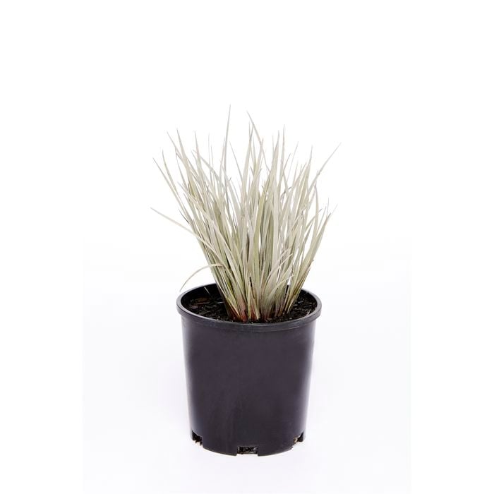 140mm Conostylis Silver Sunrise - Conostylis candicans 'Sliversunrise'