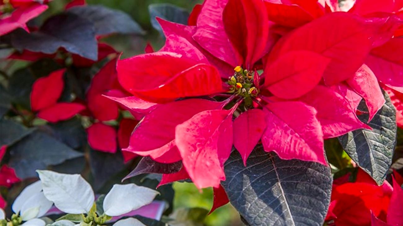 Poinsettias