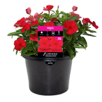 170mm Vinca Red - Catharanthus roseus