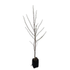 15L Magnolia - Magnolia star Wars