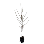 15L Magnolia - Magnolia star Wars