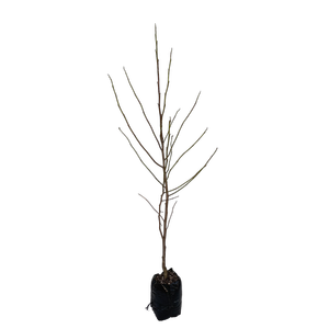 15L Magnolia - Magnolia star Wars