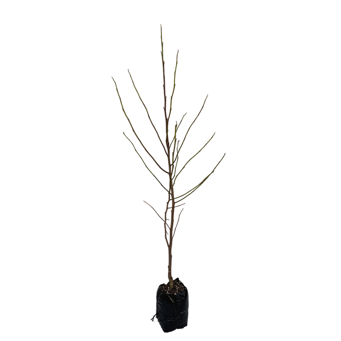 15L Magnolia - Magnolia star Wars