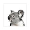 home+wares 76x76cm Framed Art Koala