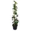 10L Mandevilla Agathe - Mandevilla sanderi