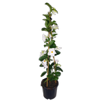 10L Mandevilla Agathe - Mandevilla sanderi