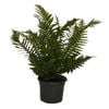 120mm  Dwarf Tree Fern, Silver Lady Fern - Blechnum gibbum