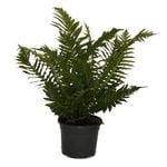 120mm  Dwarf Tree Fern, Silver Lady Fern - Blechnum gibbum