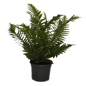 120mm  Dwarf Tree Fern, Silver Lady Fern - Blechnum gibbum