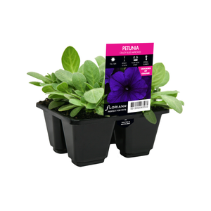 4 Cell Petunia Crazy Blue Improved - Petunia x hybrida