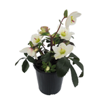 2.4L Helleborus Ice N Roses® White - Helleborus glandorfensis