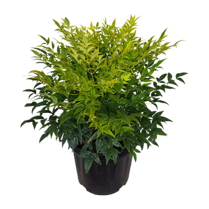 6L Nandina Lemon Lime - Nandina domestica alba Lemon Lime