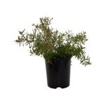 140mm Grevillea Pink Midget - Grevillea