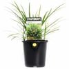 140mm Liriope Isabella - Liriope muscari