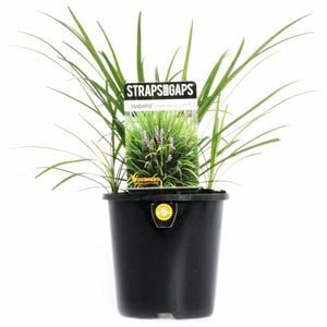 140mm Liriope Isabella - Liriope muscari