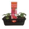 Impatiens Super Shades Punnet - Impatiens wallerana