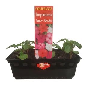 Impatiens Super Shades Punnet - Impatiens wallerana