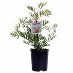 140mm Ned Kelly Grevillea - Grevillea bipinnatifida Banksii