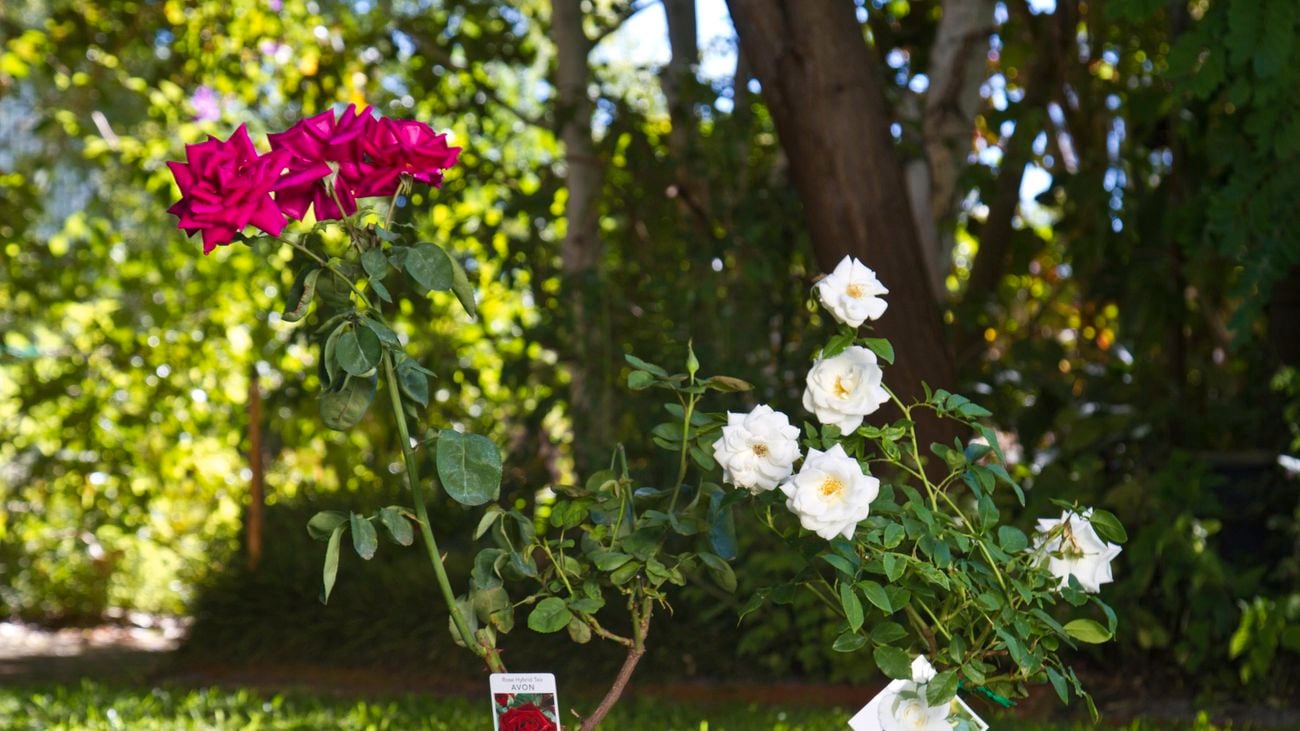 Pink and white rose plants in a garden.