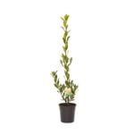 200mm Compact Bay Laurel - Laurus nobilis Miles Choice