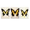 3pcs Featuring Black and Yellow Beauty Print 100% Australian Made 3 x 40x60cm (Metal Print)