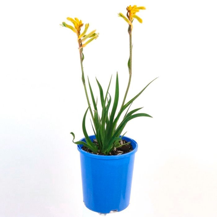 140mm Kangaroo Paw 'Bush Tenacity' - Anigozanthos hybrid