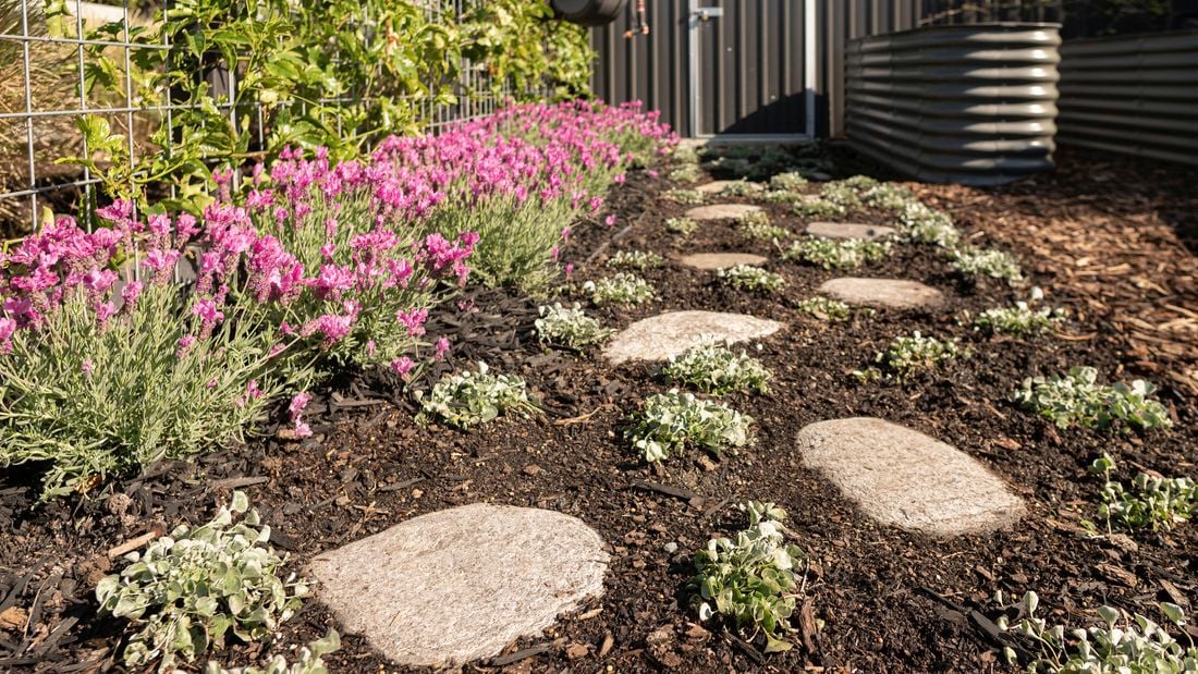 An image shows pavers on the pathway with plants in between.