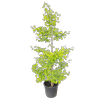 30L Maidenhair Tree - Ginkgo biloba Autumn Gold