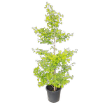 30L Maidenhair Tree - Ginkgo biloba Autumn Gold