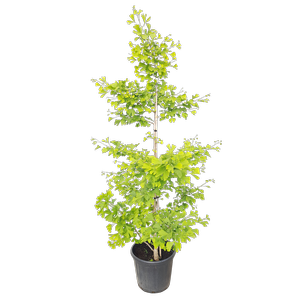 30L Maidenhair Tree - Ginkgo biloba Autumn Gold