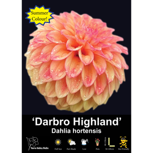 Yarra Valley Bulbs Darbro Highland - 1 Pack