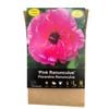 Yarra Valley Bulbs Ranunculus Florentine Pink