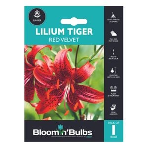 Bloomin' Bulbs Spring Aqua Lilium Tiger Red Velvet - 1 Pack