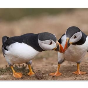 Atlantic Puffin Cliffs Skomer Island  Print 100% Australian Made 150 x 100cm  (Stretched)