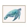 Artey | Blue Great Sea Turtle I - Framed Canvas - Natural Frame - 60 x 80cm