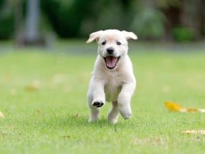 A white dog with its tongue out running straight towards the camera on a green filed.