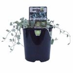 140mm Dichondra Silver Falls - Dichondra argentea