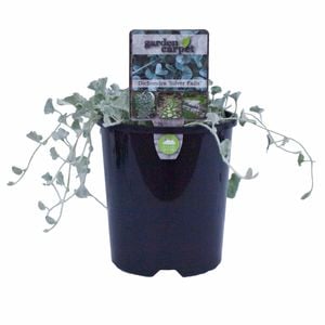 140mm Dichondra Silver Falls - Dichondra argentea