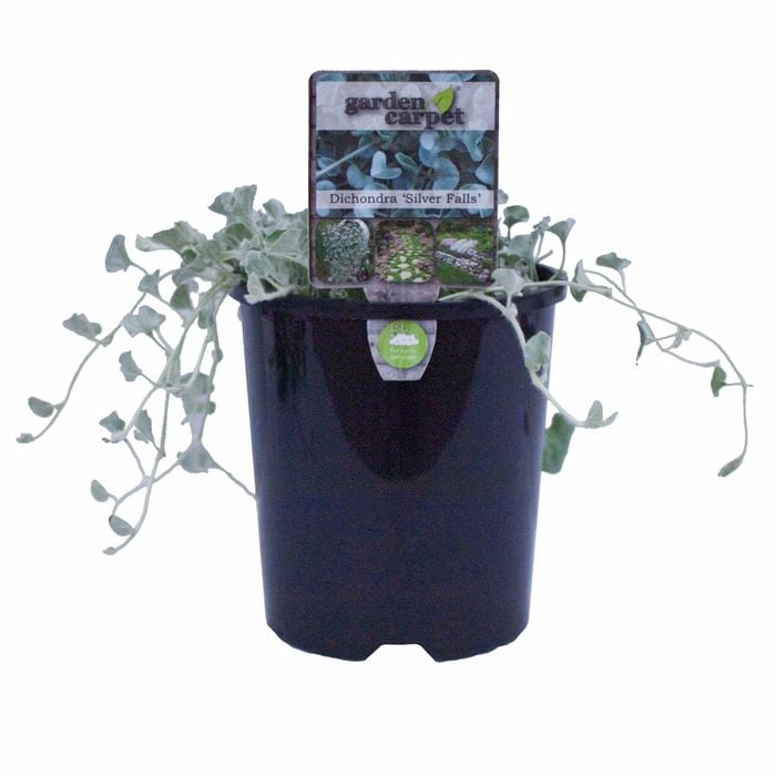 140mm Dichondra Silver Falls - Dichondra argentea