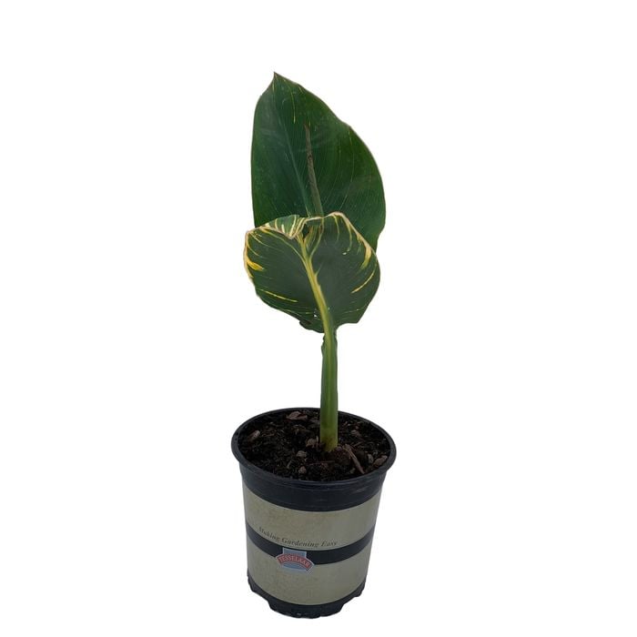 2.5L Canna Lily Tropicanna Gold - Canna hybrid