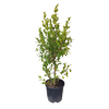 10L Ficus Tuffy