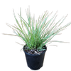 1.9L Lomandra Arctic Frost - Lomandra longifolia