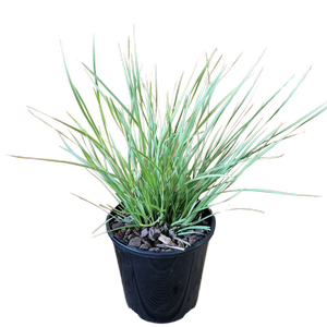 1.9L Lomandra Arctic Frost - Lomandra longifolia