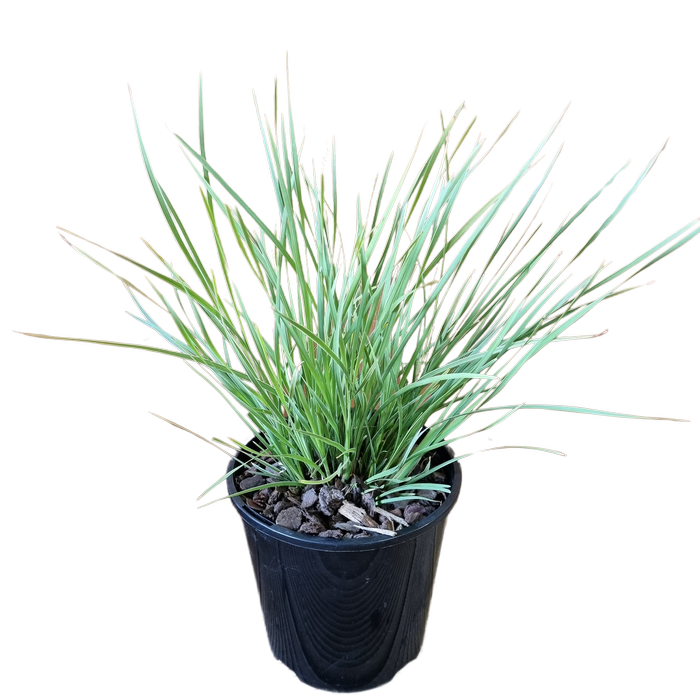 1.9L Lomandra Arctic Frost - Lomandra longifolia