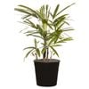 250mm Palm Assorted - Rhapis Palm
