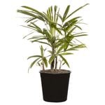 250mm Palm Assorted - Rhapis Palm