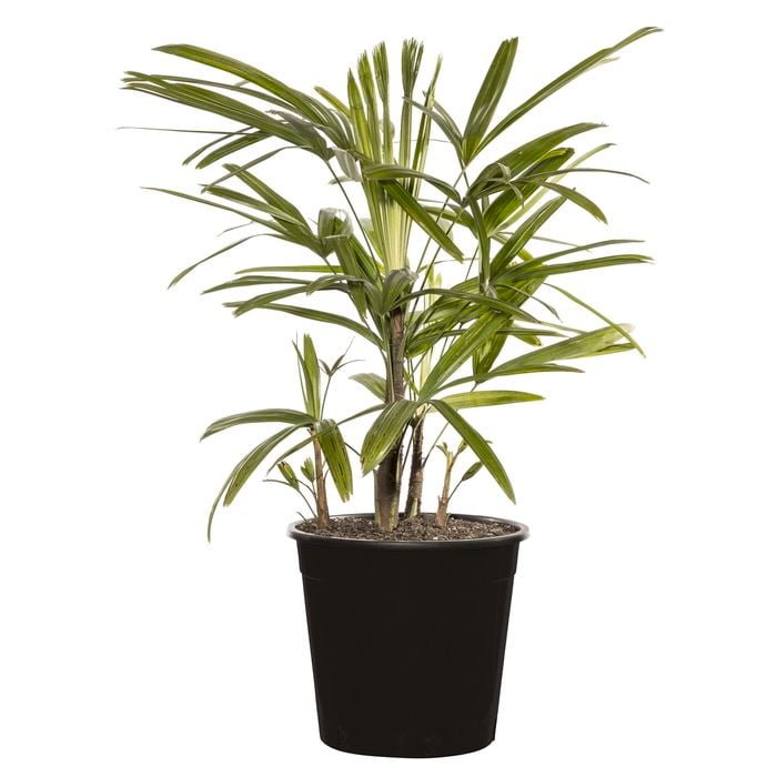 250mm Palm Assorted - Rhapis Palm