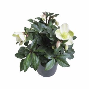 2.5L Hellebores Marlon - Hellebores x ericsmithii 'HGC Marlon'