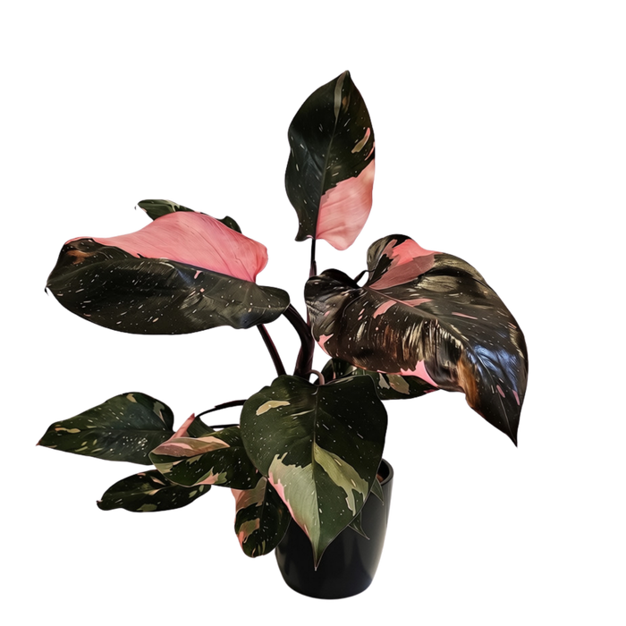 120mm Philodendron Pink Princess