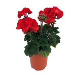 140mm  Geranium O So Orange -  Pelargonium zonale